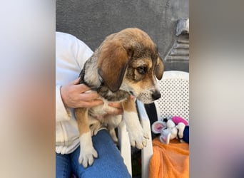 SIMBA - Traumzuhause gesucht