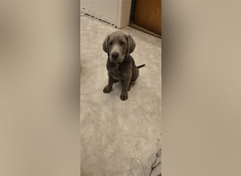 Labmaraner Welpen ( Labrador- Weimaraner)