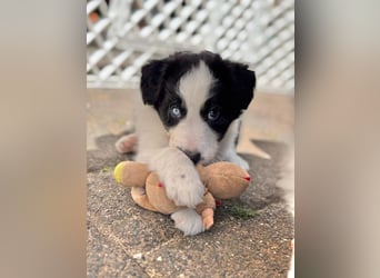 Border Collie welpen