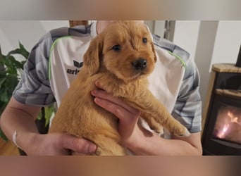 Golden Retriever Welpen