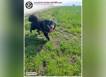 Freundliche QUEENIE sucht ein liebes Zuhause