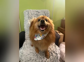 Charlie SR - Süßer Schatz sucht liebevolles Zuhause!