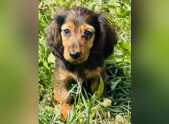 Kaninchen/Zwerglanghaar Dackel