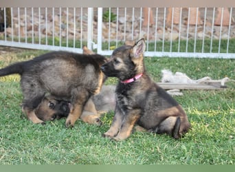 Schäferhund Welpen mit VDH Ahnentafel