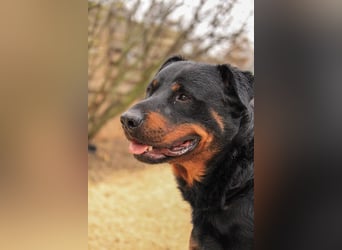 Duke VA - Großer Schmuser auf der Suche nach einem Zuhause