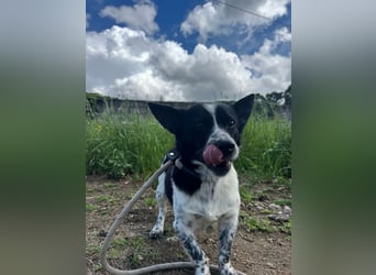 Fitter "Pico" sucht sein Plätzchen