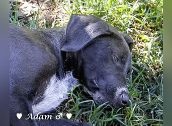 Adam, Ajax und Timmy suchen ein Zuhause