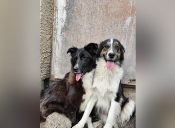 Border Collie Mischling „Oskar“, ca. 07.2024 geboren, sucht Zuhause, gut verträglich