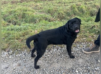 Nur 2 Labrador Weibchen mit Ahnenpass 2 Rüden & 6 Weibchen in Schwarz