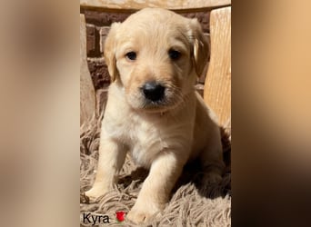 Labradoodle F1 apricot