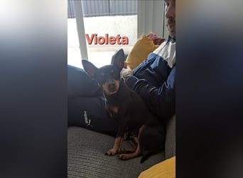 VIOLETA