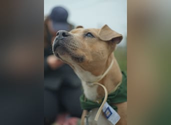 Zelma, treue Begleiterin sucht ihre Menschen