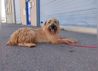 Wakame, wunderbare Dame ihrer Rasse, Gos d Atura /Briard Mix