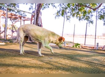 Adela – kleine Hundedame sucht ihr erstes richtiges Zuhause