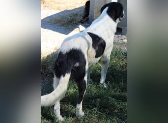 Rubin, geb. ca. 03/2019, lebt in GRIECHENLAND, im städt. Tierheim Serres