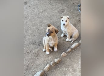 ✨Neugieriges Welpenmädchen Hermine