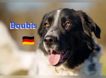 !!NOTFALL!!Boubis,geb.01/22,wachsamer Hundebub sucht seine Familie,bereits in DE in 64579 Gernsheim