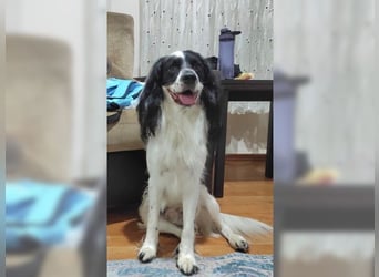 Lutz, ein aktiver, liebevoller Familienhund