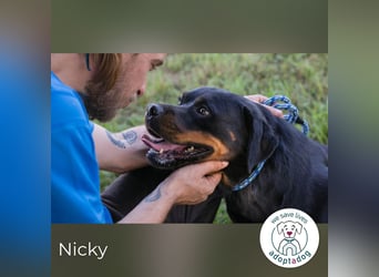 Nicky – starke Hündin sucht Partner fürs Leben