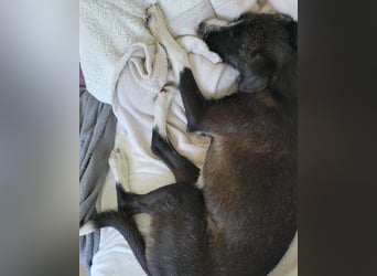 Jungrüde ♥ Xavi ♥ kleiner Herzöffner wartet in 21075 Hamburg