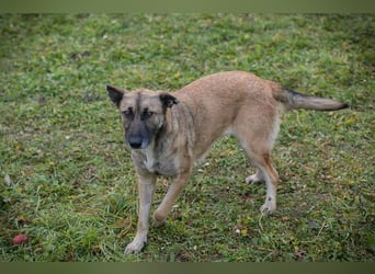 SAMAYA - die muntere und aktive Hündin freut sich auf tolle Abenteuer mit ihren Menschen