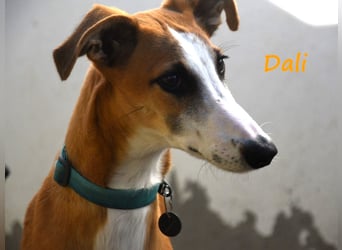 Dali 07/2024 (in Deutschland) - bezaubernder junger Galgo!