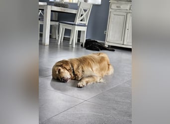 Golden Retriever Mischlings-Rüde Fridolin sucht ein Zuhause