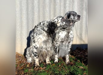 English setter Welpen (3 Rüden, 2 Hündinnen)