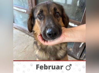 FEBRUAR ❤ EILIG! sucht Zuhause oder Pflegestelle