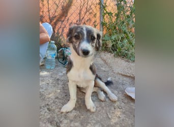 Sarabi, sucht ihre Familie