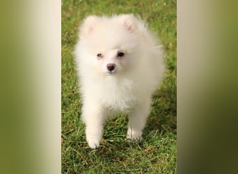 Zwergspitz Pomeranian "Vanilla" Hündin 4 Monate kann ins neue Heim ziehen
