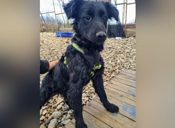 Schnuckelige DAYA hat das Potential zum Herzenshund