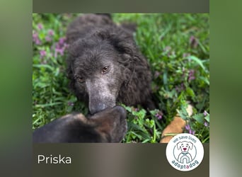 Priska: Für Menschen mit Herz und Hundeverstand