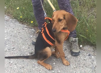 Ellie, eine wunderschöne und liebe Welpine sucht ihre Menschen