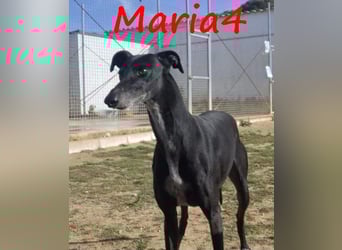 Maria4 geb. 01/2018 (ESP) - verspielte und gesellige Galga!