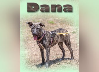 Dana - ein entzückendes Wesen
