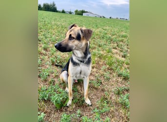 Lieber mittelgroßer Sam sucht ein ruhiges Zuhause