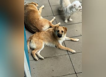 ♥PEPITO♥ neu auf Pflegestelle bei Köln - niedlicher, verspielter, fröhlicher Jungspund 46cm