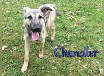Chandler 10/21 (in Deutschland) - sportlicher, verspielter & gelehriger Rüde, ein toller Begleiter!