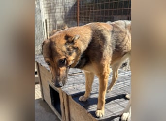 CHIARA❤️charmant, sozial, offenherzig und sucht dringend ihr Für-Immer-Nest