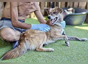 Simba sucht jemanden zum Kuscheln
