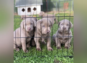 Labrador Welpen in der Farbe Silber mit Ahnentafel!