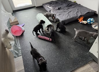 Deutsche Dogge Welpen
