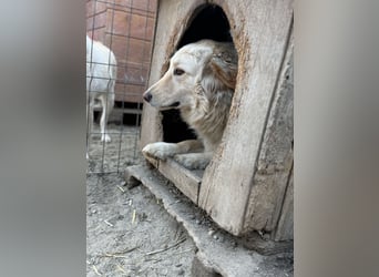 CEDRIC, Rüde, 2,5 Jahre, 50 cm, Mischling, Tierschutz
