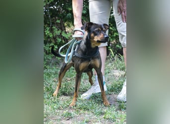 Fido SI – Ein aktiver Hund auf der Suche nach einem erfahrenen Zuhause
