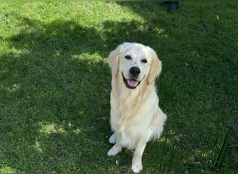 Golden Retriever Deckrüde mit Ahnentafel