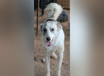 Drea, geb. ca. 09/2020, lebt in GRIECHENLAND, auf einem Gelände, Hunde werden notdürftig versorgt
