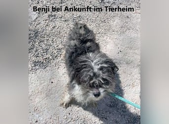 BENJI-sehnt sich nach Fürsorge!