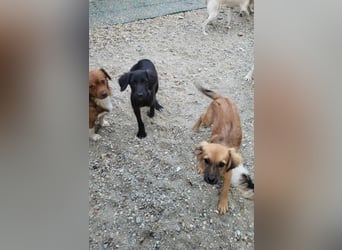 CHERIE - Zuckersüßes Mädchen sucht ihre Menschen
