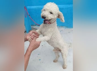 ❤️ lieber kleiner DARI - 4 Jahre, 30cm/9kg - Bichon-Mischling